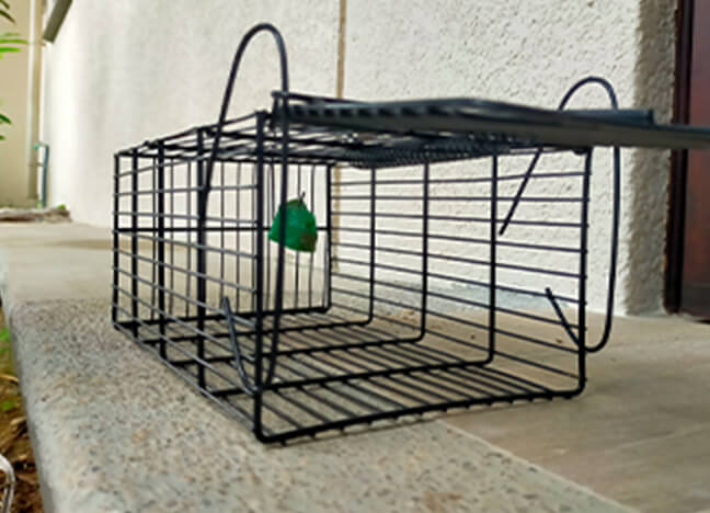 昆虫、ネズミ等管理